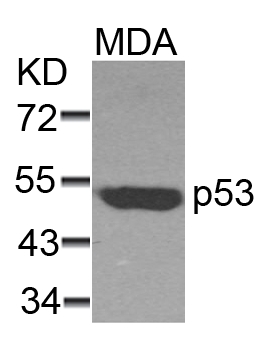 p53(Ab-37) Antibody