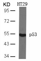 p53(Ab-46) Antibody