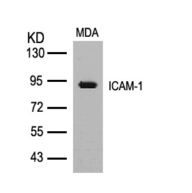 ICAM-1(Ab-512) Antibody
