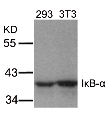 IkB-a(Ab-32/36) Antibody