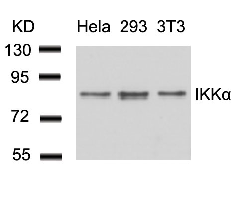 IKK a(Ab-23) Antibody