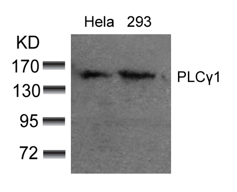 PLCg1(Ab-783) Antibody