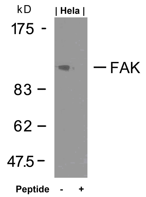 FAK(Ab-925) Antibody