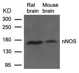 nNOS(Ab-852) Antibody