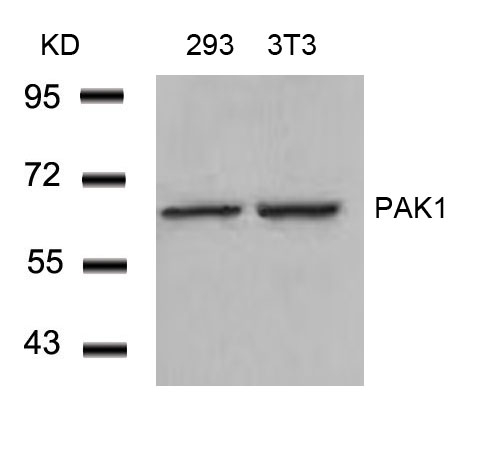 PAK1(Ab-212) Antibody