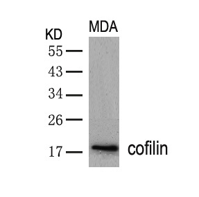 cofilin(Ab-3) Antibody