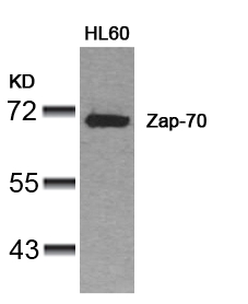 Zap-70(Ab-319) Antibody