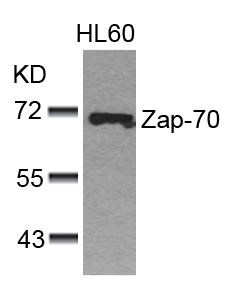 Zap-70(Ab-493) Antibody
