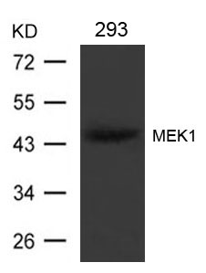 MEK1(Ab-221) Antibody
