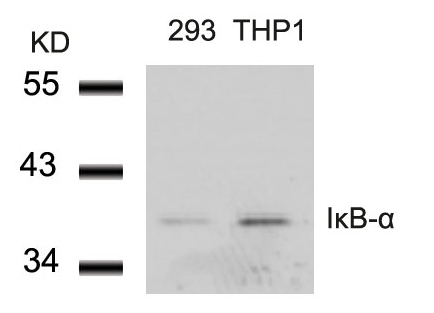 IkB-a(Ab-42) Antibody