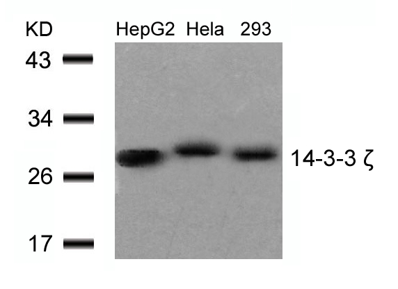 14-3-3z(Ab-58) Antibody