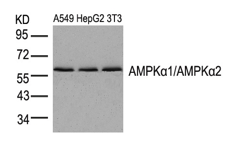AMPKα1/AMPKα2 (Ab-183/172) Antibody