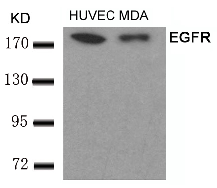 EGFR(Ab-693) Antibody