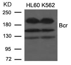Bcr(Ab-177) Antibody