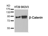 b-Catenin(Ab-37) Antibody
