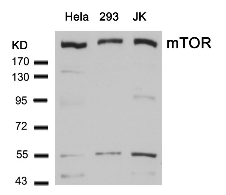 mTOR(Ab-2448) Antibody