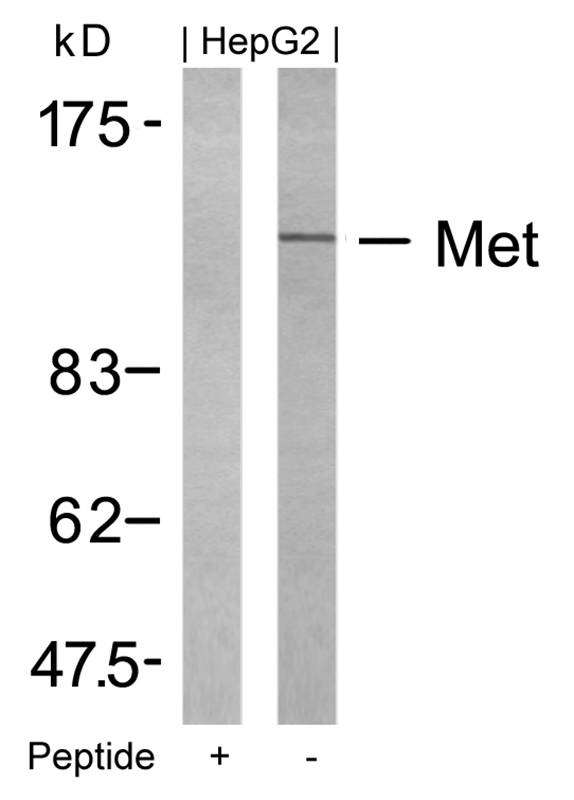Met(Ab-1234) Antibody