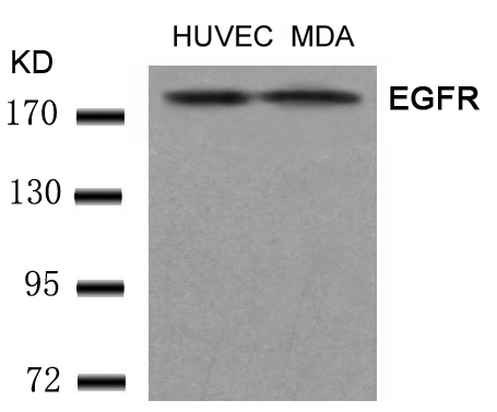 EGFR(Ab-1197) Antibody