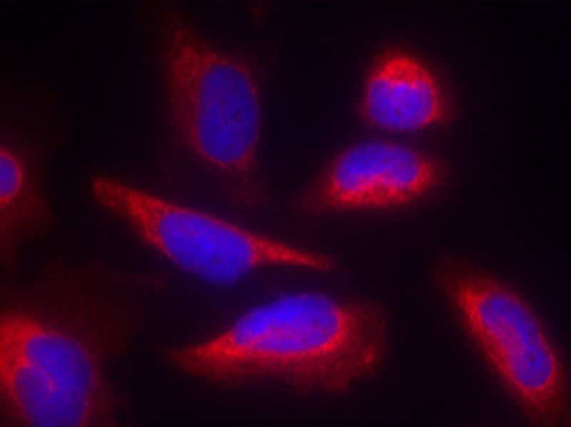 eNOS(Ab-495) Antibody