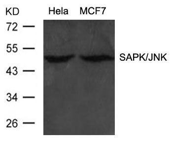 SAPK/JNK(Ab-183) Antibody