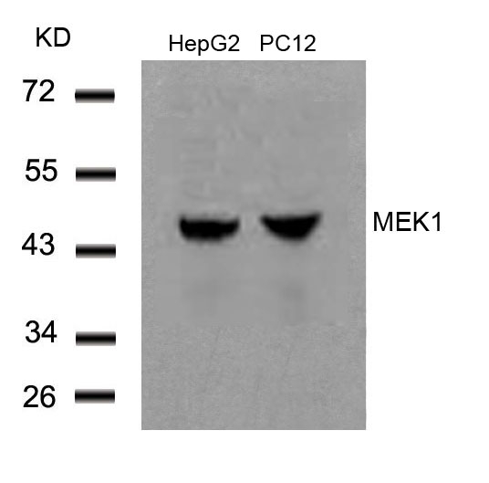 MEK1(Ab-291) Antibody