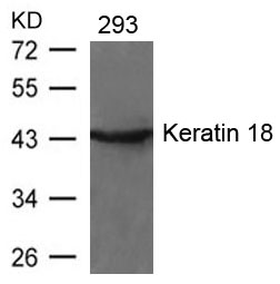 Keratin 18(Ab-33) Antibody