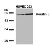 Keratin 8(Ab-74) Antibody