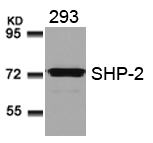 SHP-2(Ab-580) Antibody