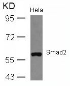 Smad2(Ab-467) Antibody