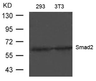 Smad2(Ab-220) Antibody