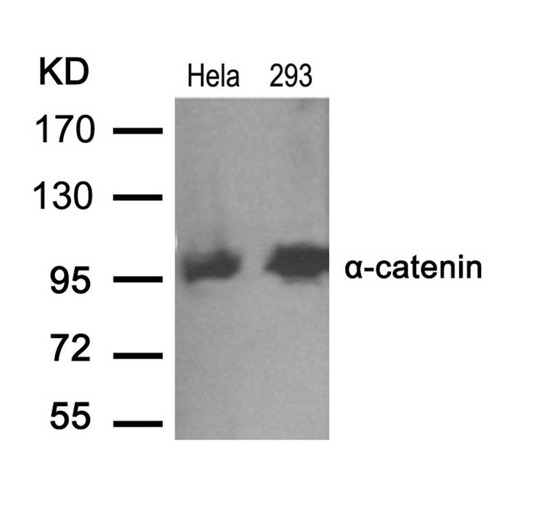 a-catenin(Ab-641) Antibody