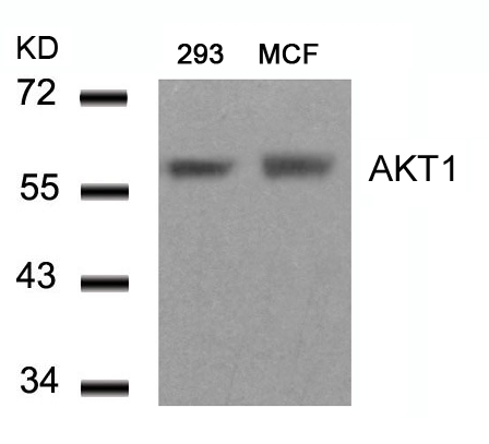 AKT1(Ab-450) Antibody