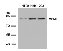 MDM2(Ab-166) Antibody