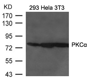 PKCa Antibody
