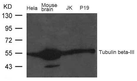 Tubulin b-III Antibody