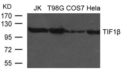 TIF1b Antibody