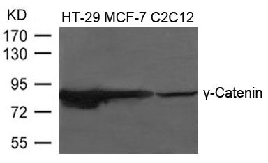 g-Catenin Antibody