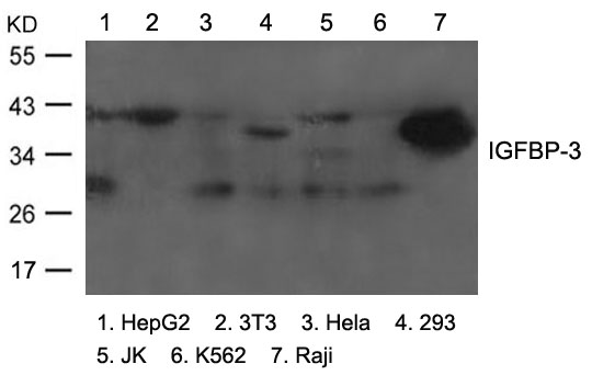 IGFBP-3 Antibody