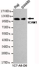 ICAM1(C-term) Monoclonal Antibody