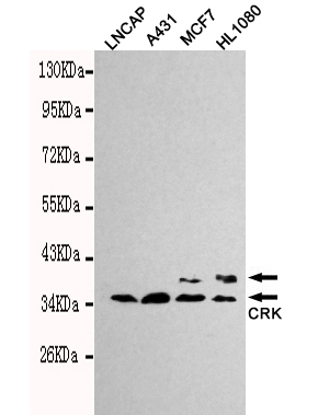 CRK Monoclonal Antibody