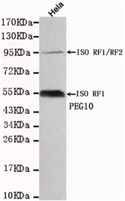 PEG10 Monoclonal Antibody