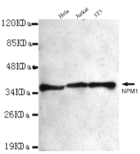NPM1 Monoclonal Antibody