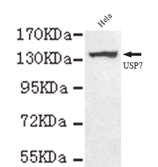 USP7(C-term) Monoclonal Antibody