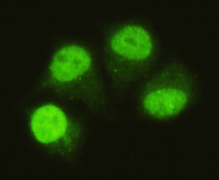 SMAD5(C-term) Monoclonal Antibody