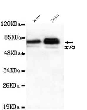 Ikaros(C-term) Monoclonal Antibody