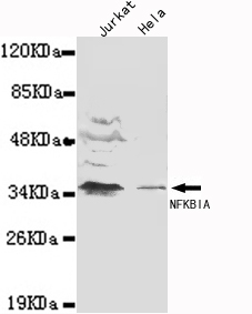 IkB-alpha(N-term) Monoclonal Antibody