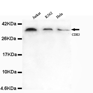 CDK5(N-term) Monoclonal Antibody