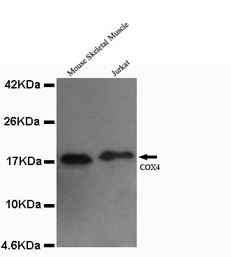 COX4(isoform1) Monoclonal Antibody