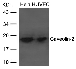 Caveolin-2 Antibody?