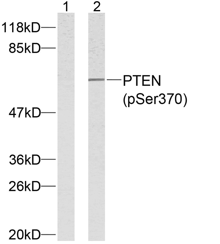 PTEN(Phospho-Ser370) Antibody